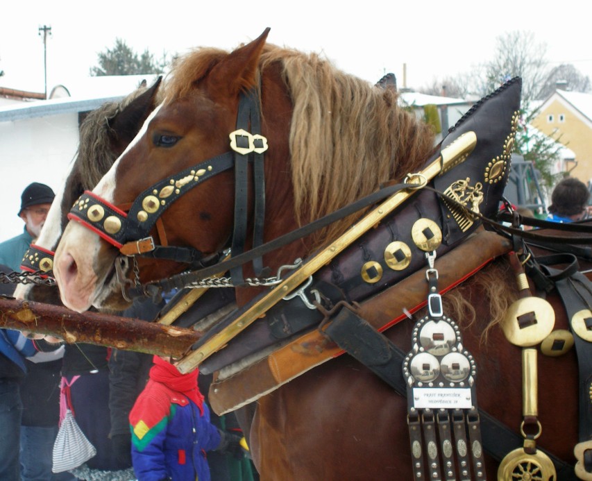 masopust-Hlavatce_unor09_010.jpg